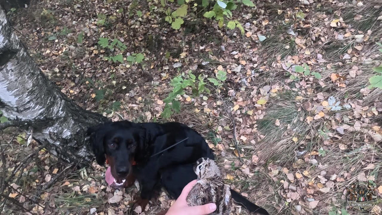 La nostra prima Beccaccia-Our first Woodcock Hunting