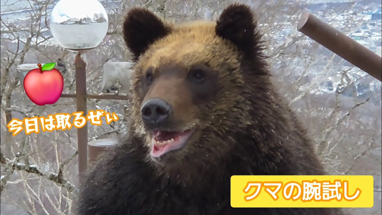 のぼりべつクマ牧場　「クマの腕試し」こぐま編（2月17日）