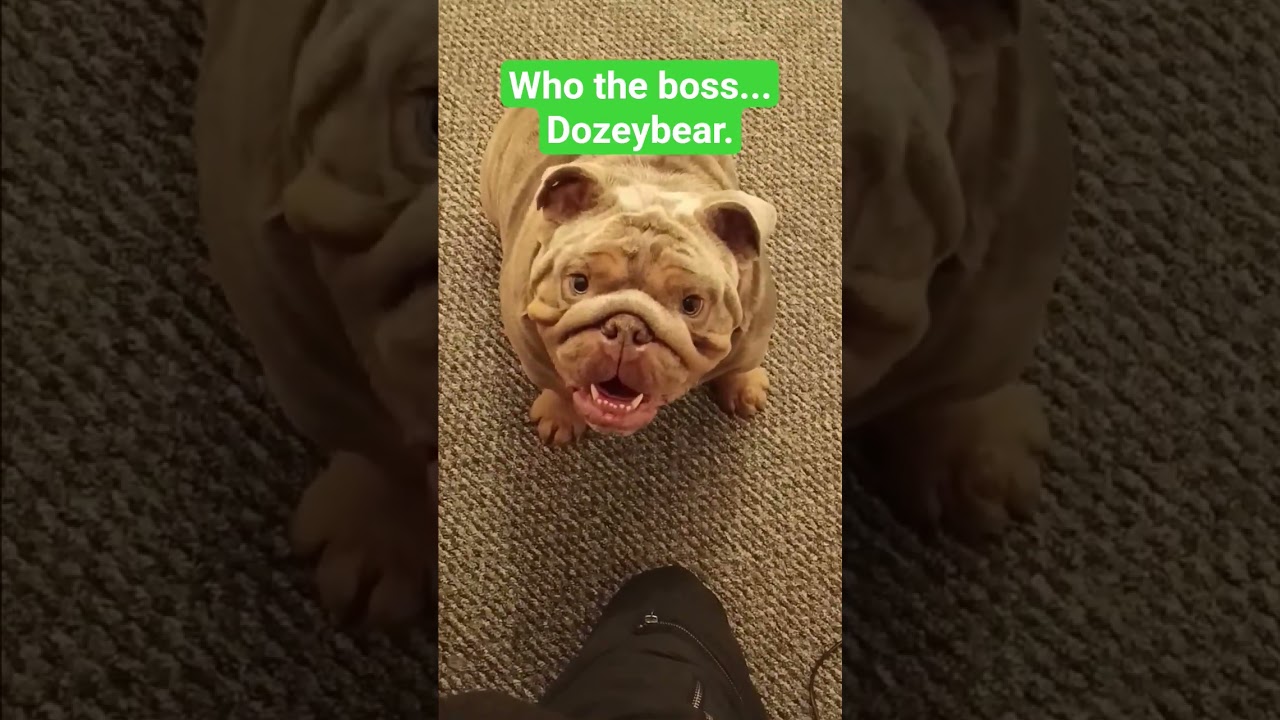 2 year old kc British bulldog dozer thinking he the boss as allways.&lrm;⁨@BritishBulldogRecords⁩&nbsp;