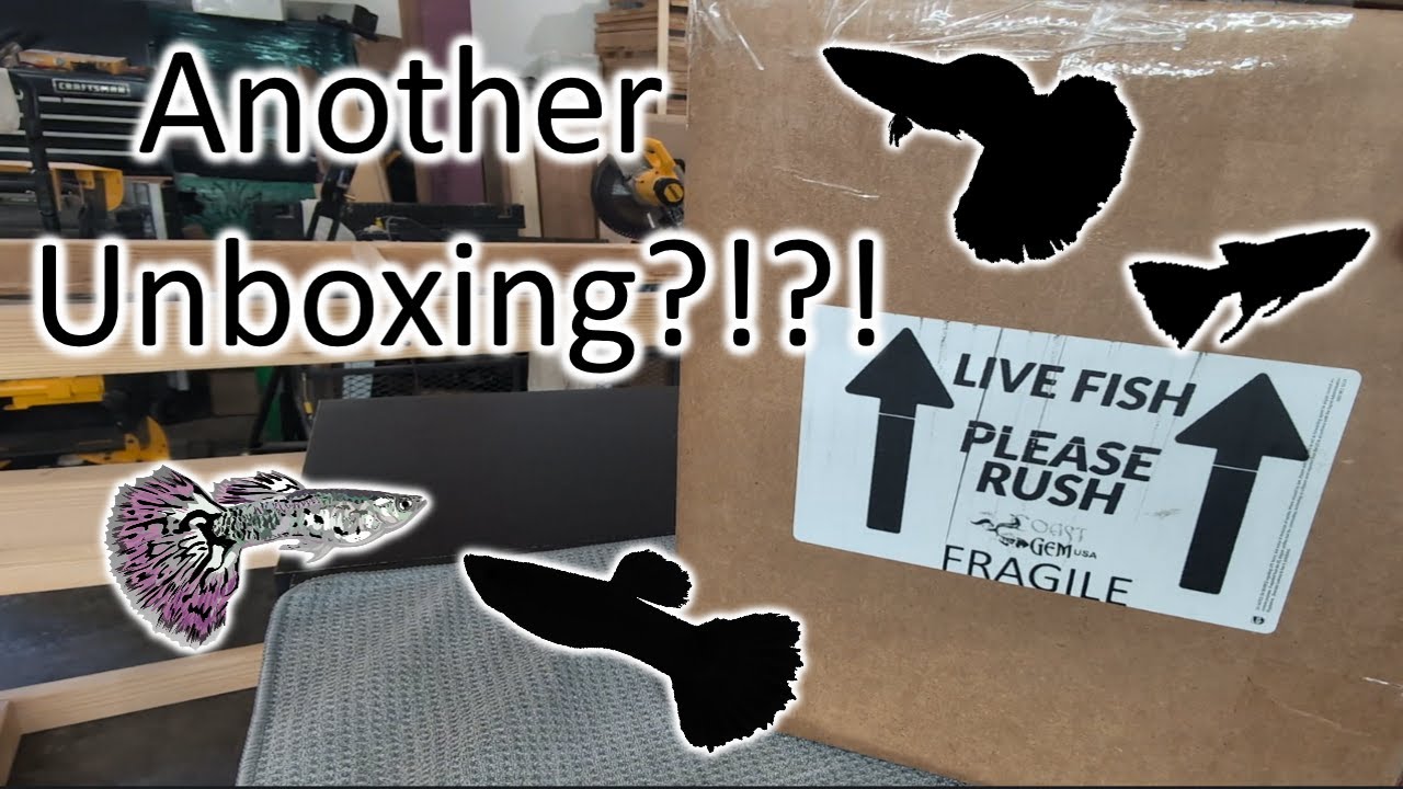 ANOTHER UNBOXING?! - Fancy Show Guppies!