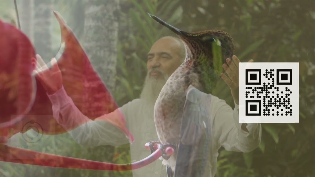24 - A cura do beija-flor - Hinário O Caminho do Coração