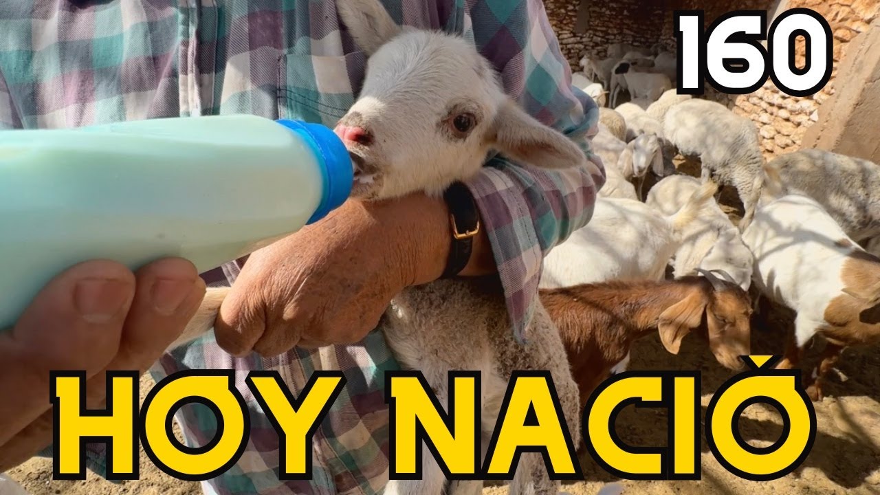 Hoy parieron… y el corral estaba lleno de crías