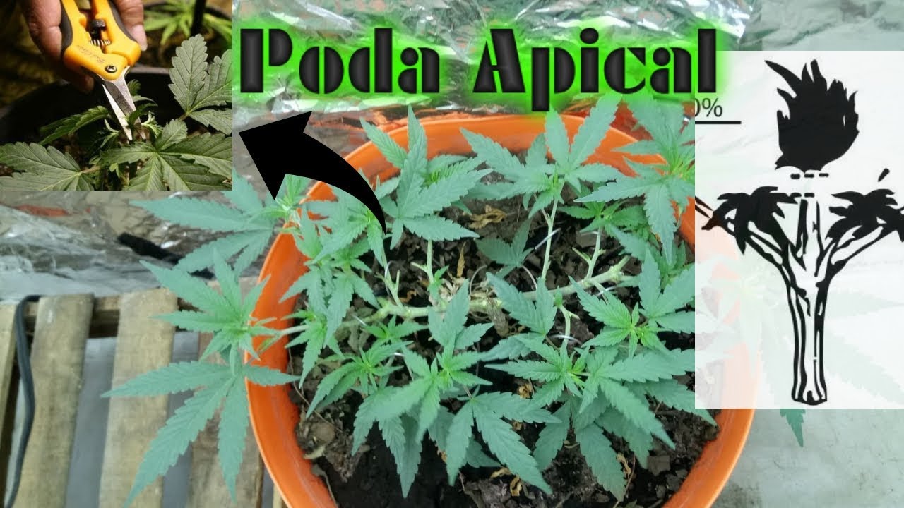 &iquest;Que es y como aplicar la poda apical?