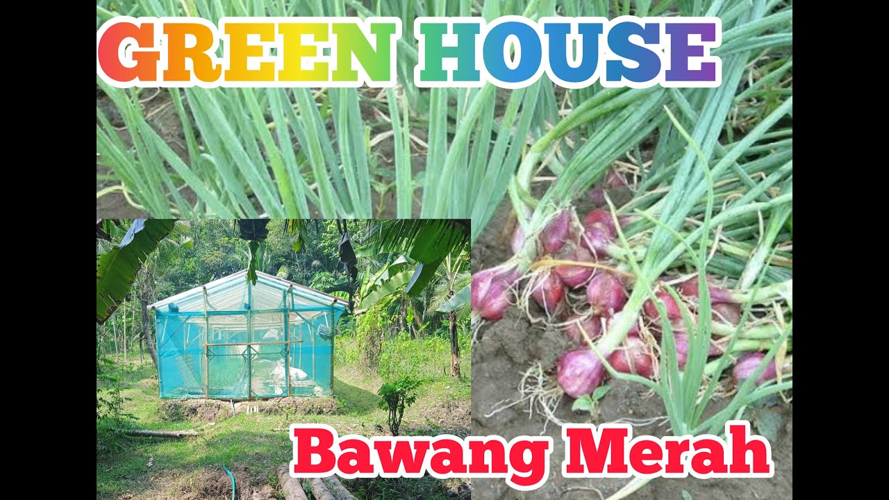 GREEN HOUSE/RUMAH HIJAU TANAMAN BAWANG MERAH