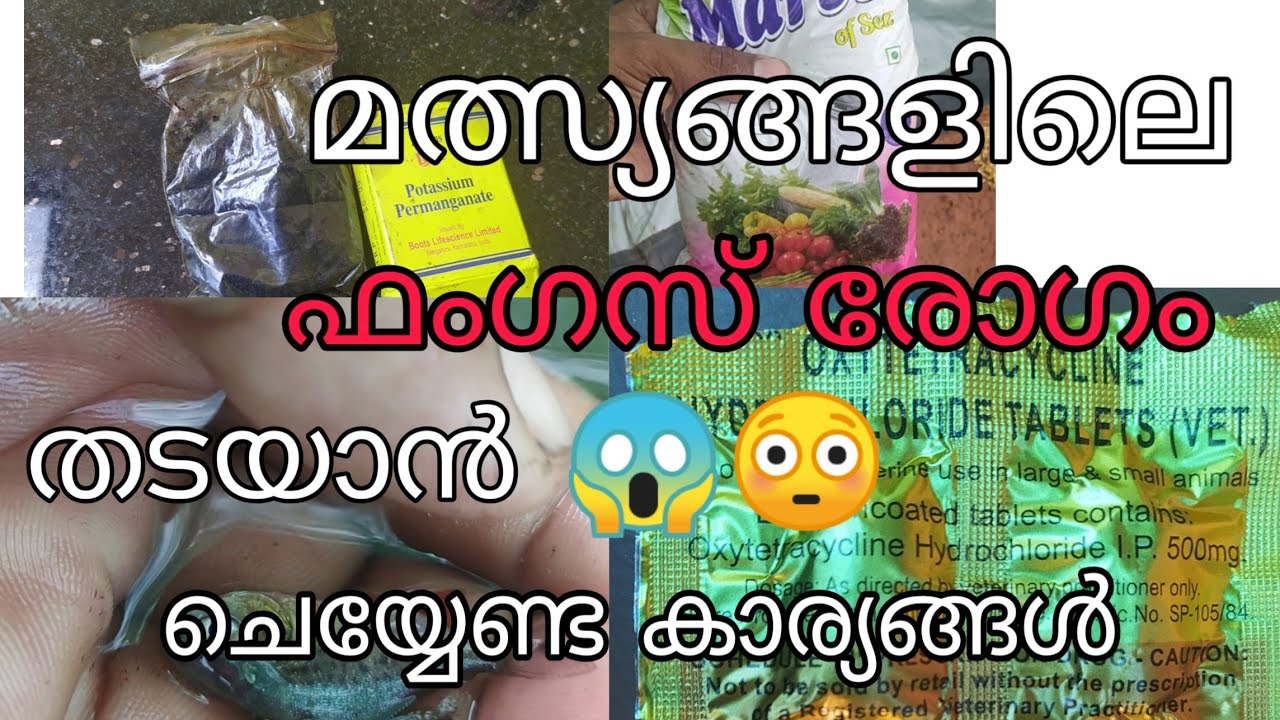 how to cure fish fungal disease? /മത്സ്യ ങ്ങളിലെ ഫംഗസ് രോഗം എങ്ങനെ ഒഴിവാക്കാം?