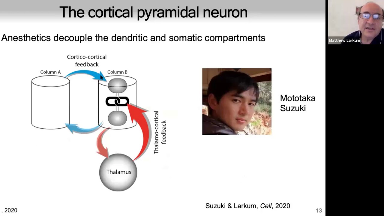 Matthew Larkum: Human cortical neurons: XOR and much more
