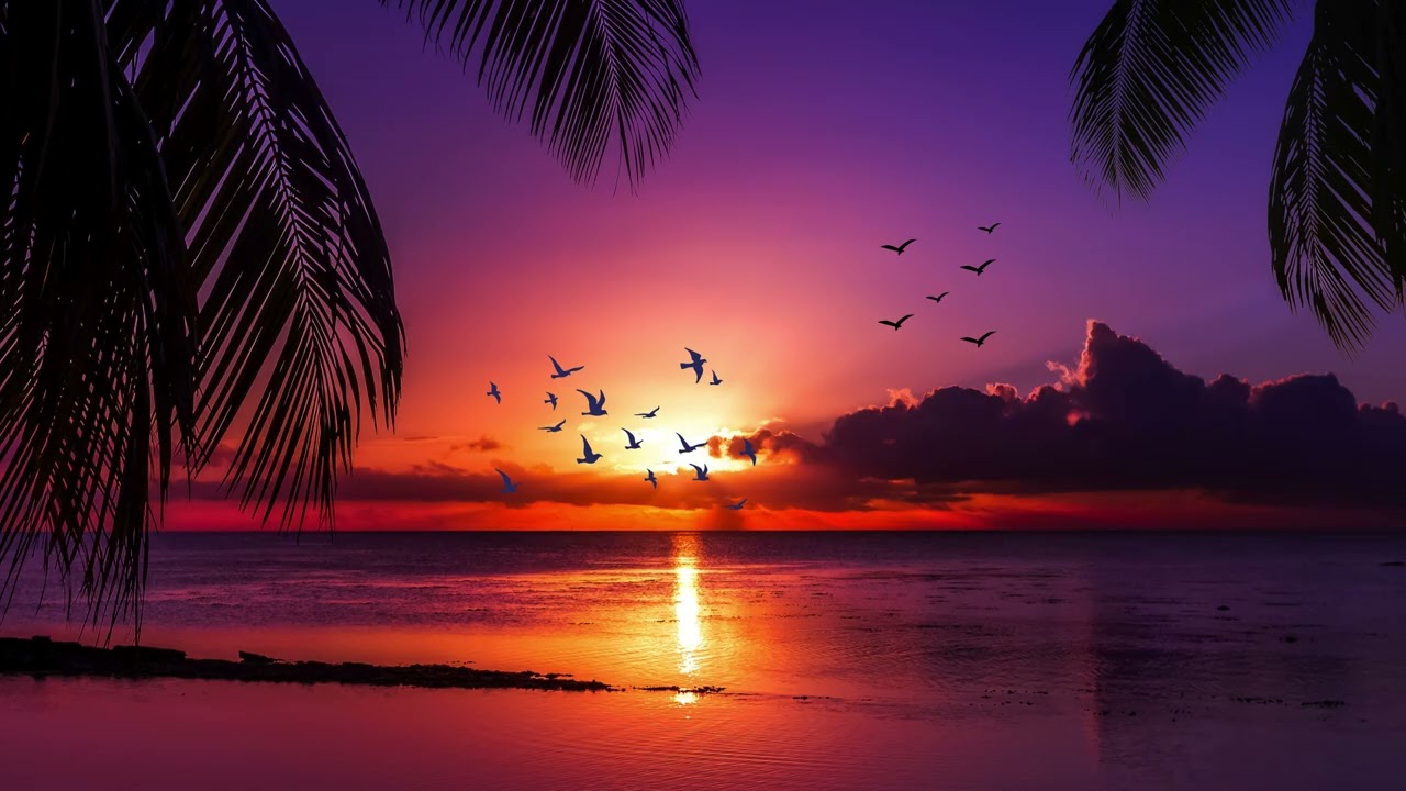 Sunset with Birds Flying in the skype