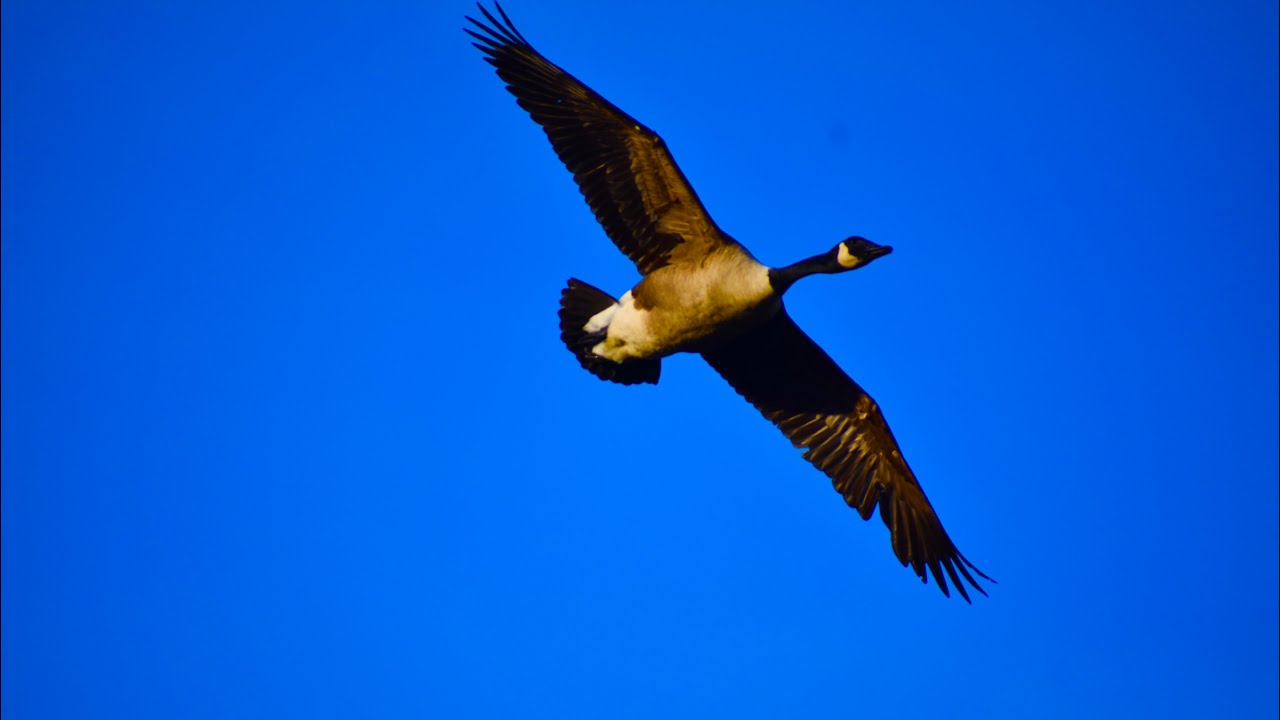 Birds of Connecticut 
