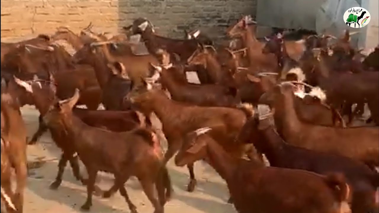 غنم جنوبيات دهم فواخر عدد 82 للبيع رقم  ( تم البيع )
