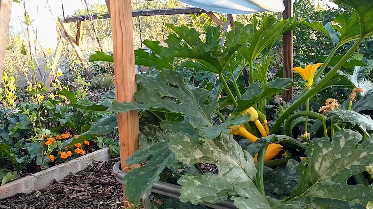 Growing Food in the Desert Using Only Native Soil | June Garden & Trees Update | Free Mulch!