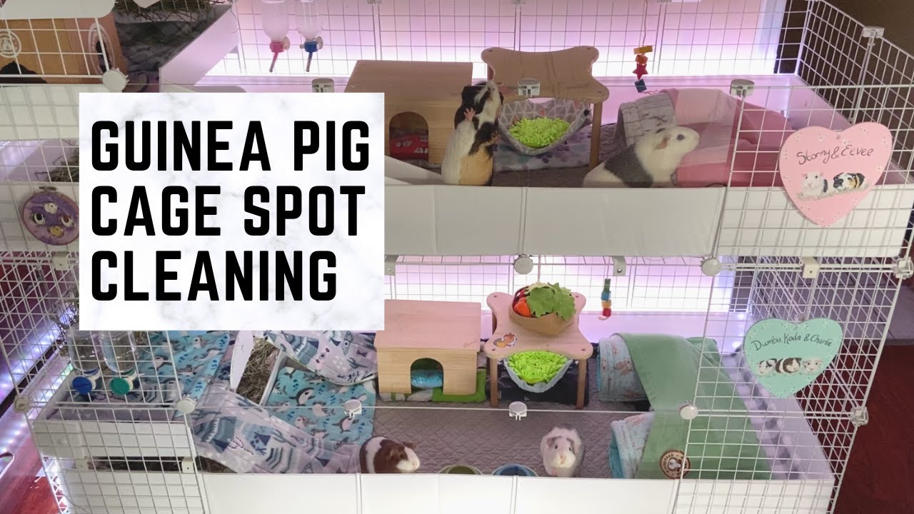 Guinea Pig Cage Spot Cleaning - Stacked C&C Cage
