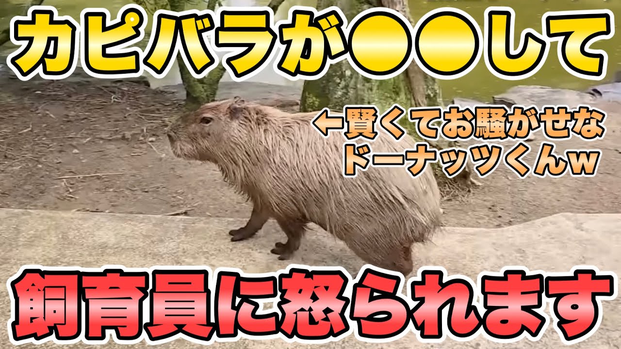 【長崎バイオパーク】脱走カピバラ怒られるの巻(ドーナッツくん)Capybara gets angry after escaping