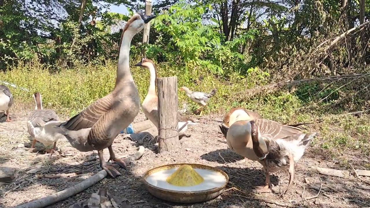 Milk for geese and chicken eating 