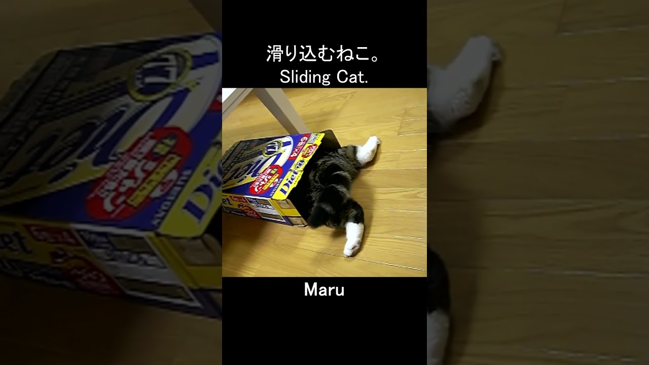 滑り込むねこ。 #Shorts