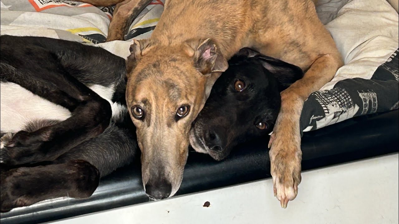 Mixed Fortunes! - Training Greyhound’s Ep. 37
