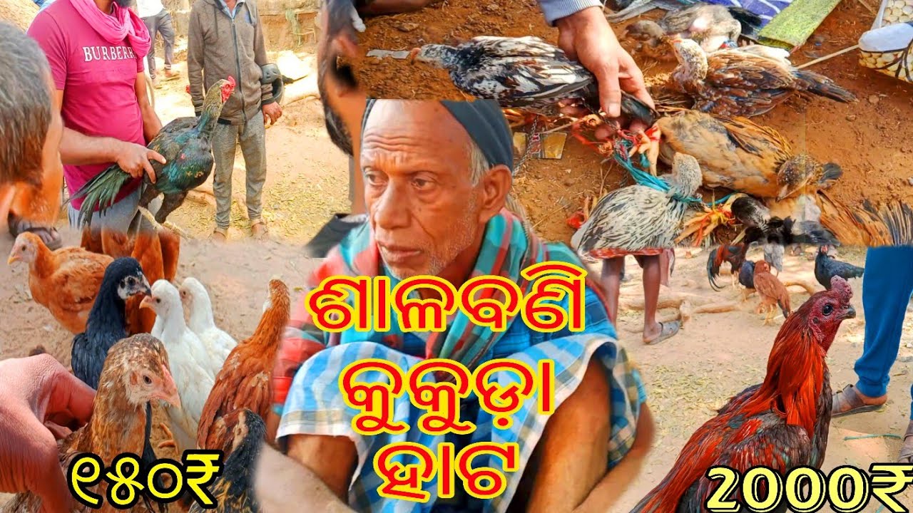 ମଙ୍ଗଳବାର କୁକୁଡ଼ା ହାଟ // Salabani kukuda hata // @EfarmingOdisha must visit // Local Farmers 