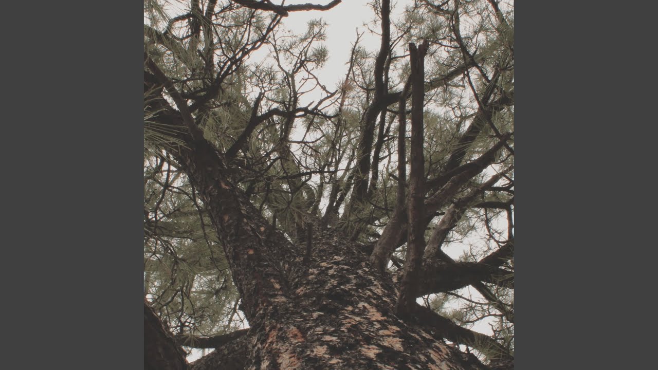 Pines