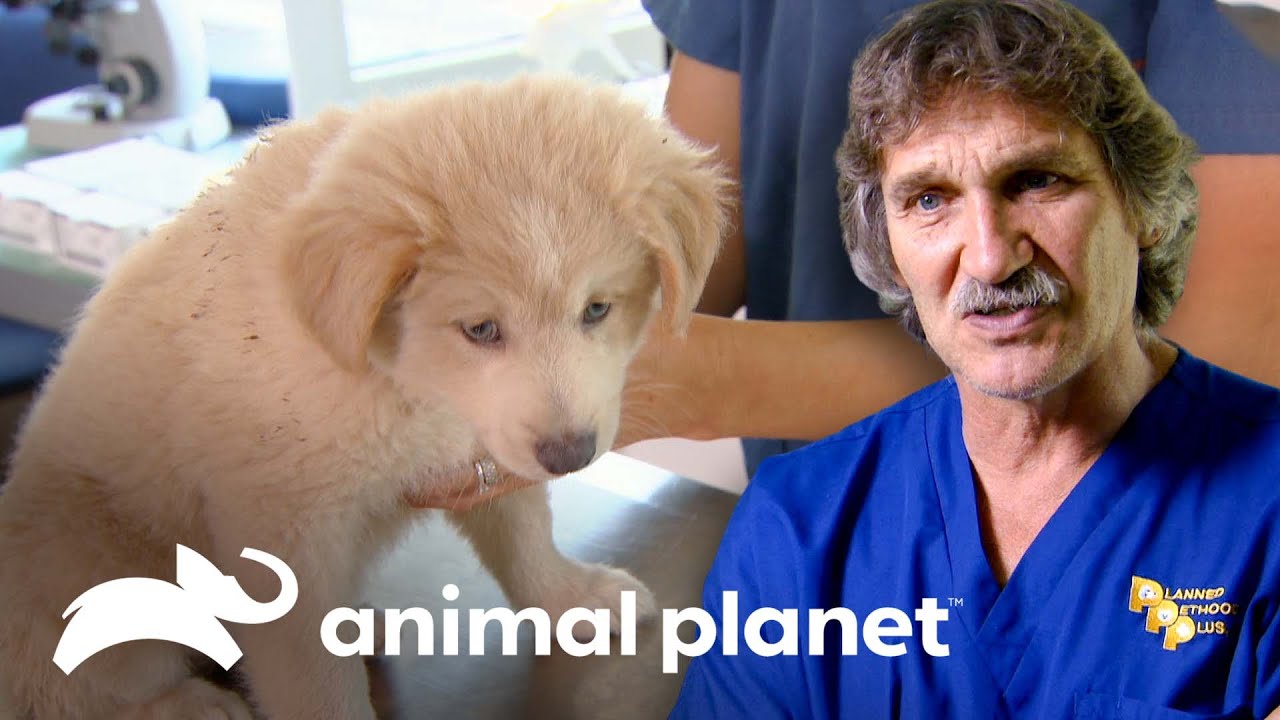 Dr. Jeff esteriliza adorable cachorito en Rumania | Dr. Jeff, Veterinario | Animal Planet