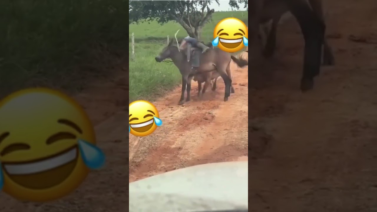 N&atilde;o deu muito certo pra esse vaqueiro 🤠🤠 #pecuarista #gado #fazenda #agro #vaca