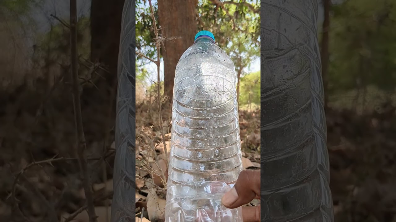 Efficient Mango Cutting Hack Using a Plastic Bottle #camping #survival #bushcraft #outdoors