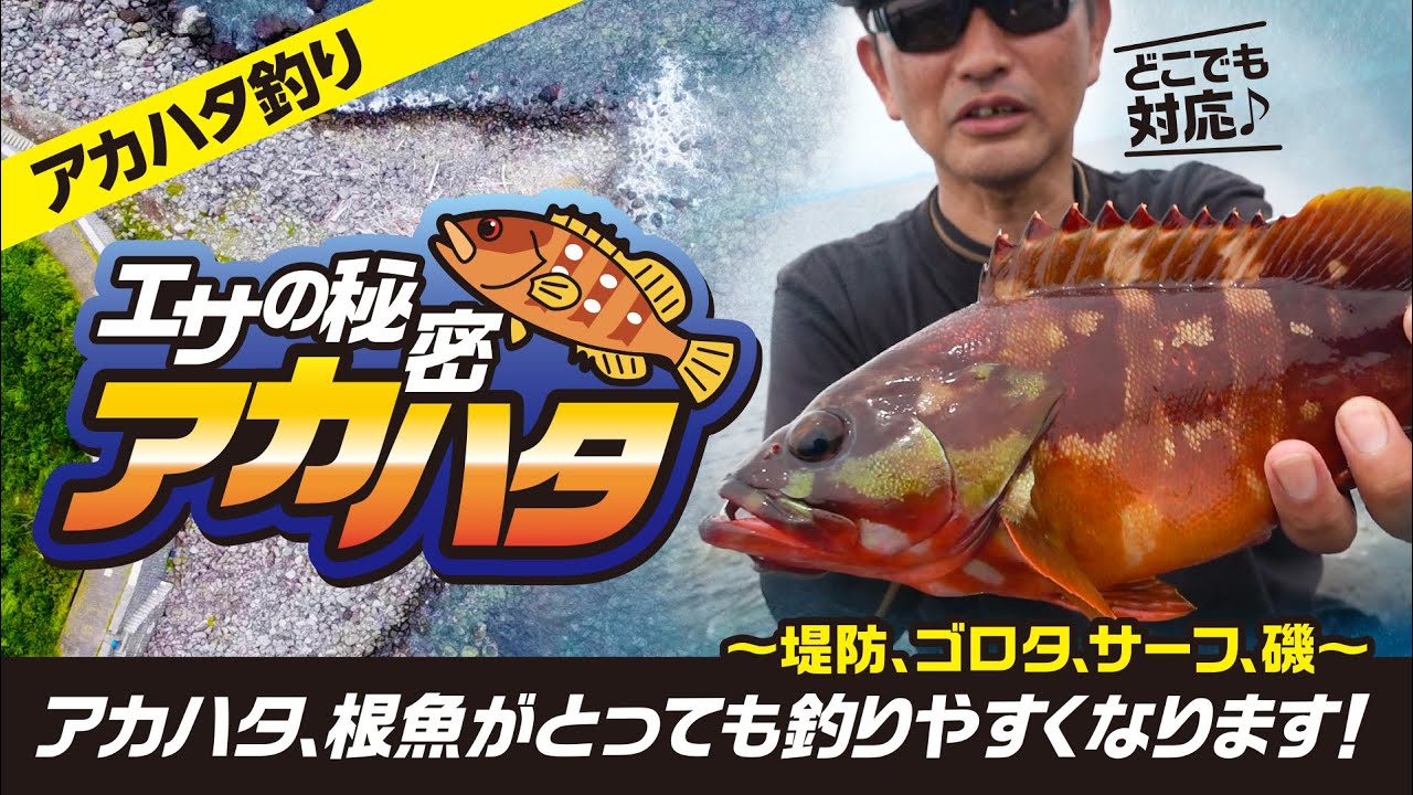 【エサの秘密】アカハタ、根魚がとっても釣りやすくなります！～堤防、ゴロタ、サーフ、磯～どこでも対応♪