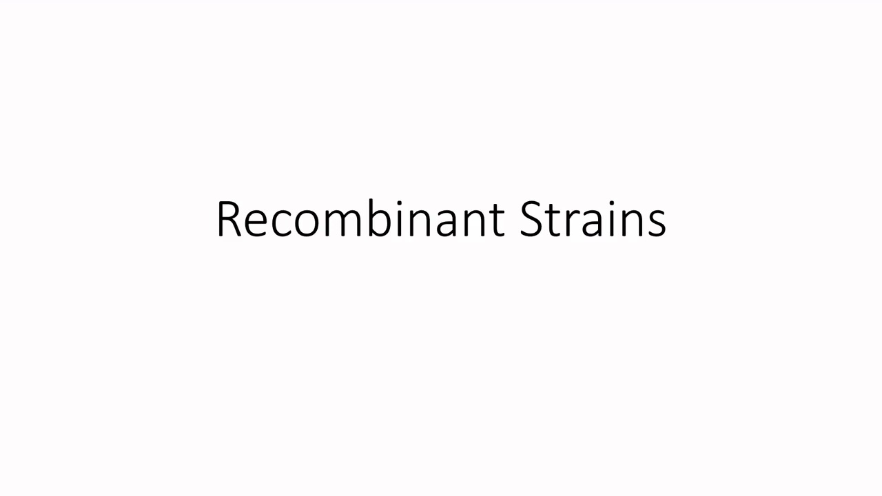 Recombinants and Strain Improvement