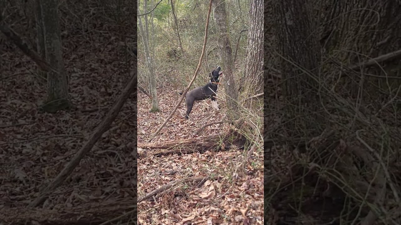 Palmetto states Star 2-18-25 puppy walking 
