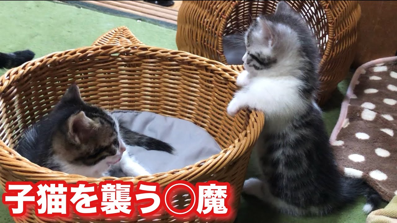 このあと子猫を眠気が襲います。