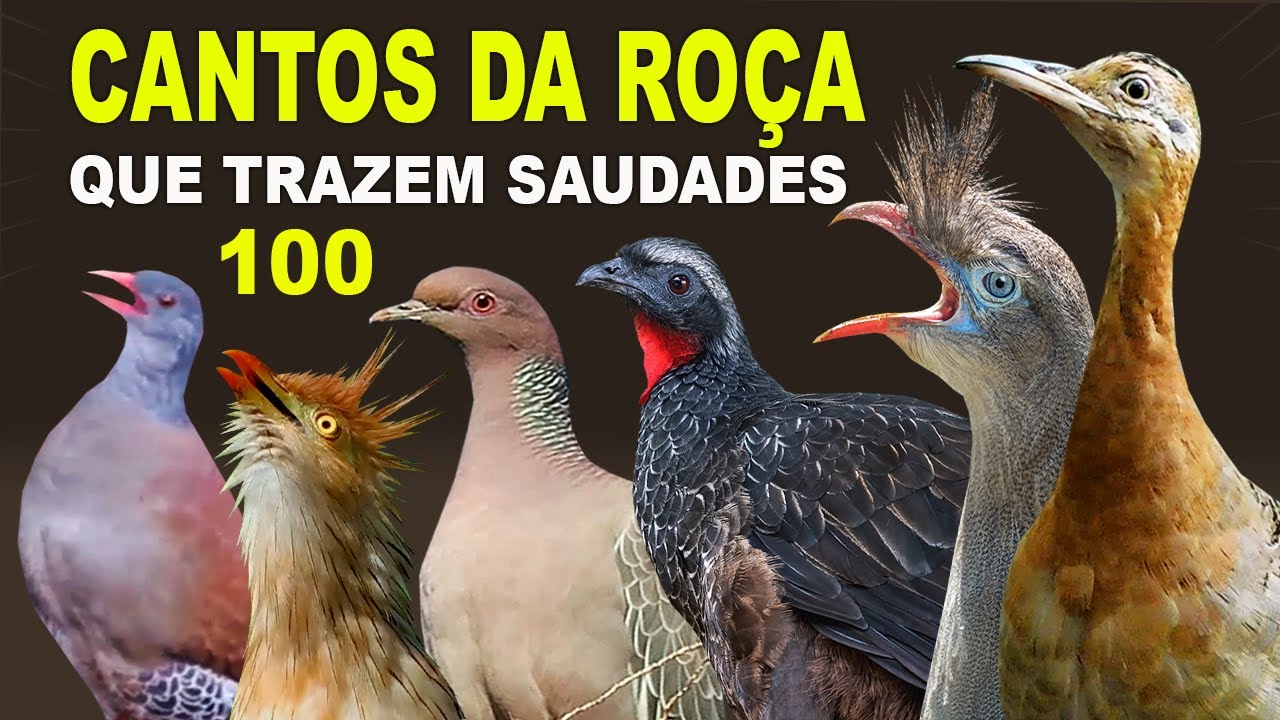 100 CANTOS de AVES DA ROÇA que trazem lembranças | VIDA NA ROÇA | VIDA NO CAMPO | DOCUMENTÁRIO AVES