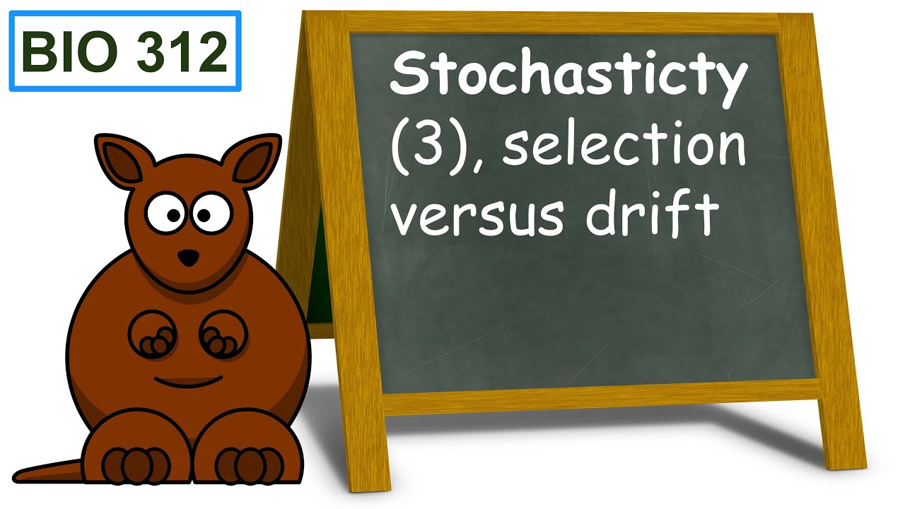 Stochasticity (3), selection versus drift.