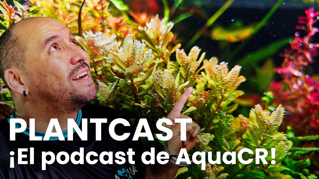 ¿CO₂ en el acuario? Así se usa BIEN 💨🌱 | Extracto Plantcast. Live AquaCR