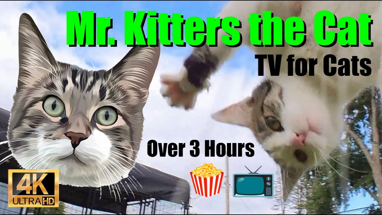 Mr. Kitters the Cat 📣🐈 Over 3 hours of television for you and your pets! 😽🍿📺