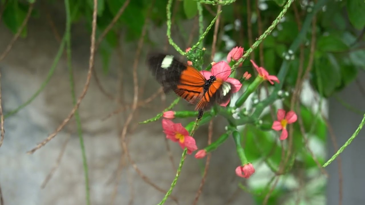 Cockrell Butterfly Center Provides Fun And Entertainment For All