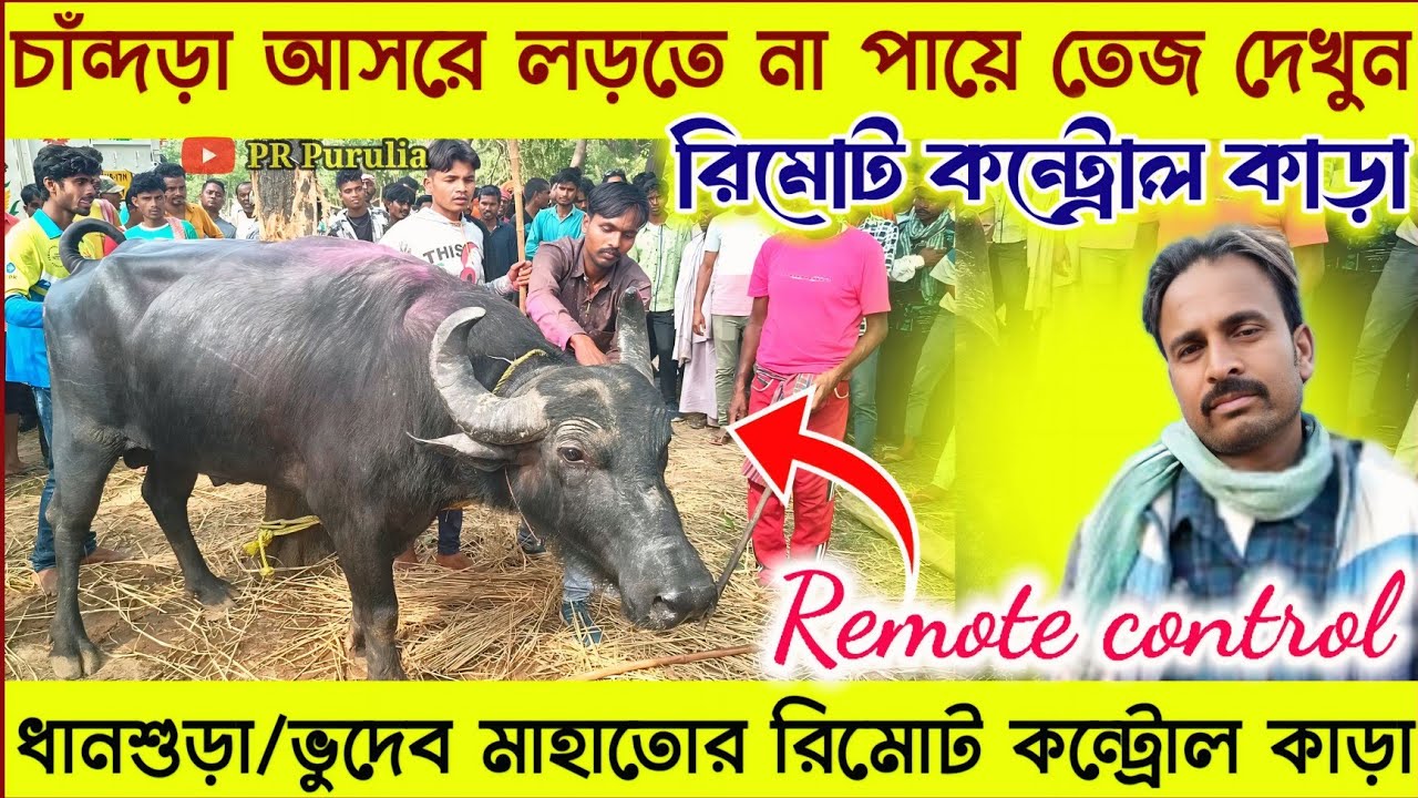 চাঁন্দড়া আসরে রিমোট কন্ট্রোল কাড়া লাগতে না পায়ে কি কান্ড করছে দেখুন★ধানশুড়া/ভুদেব মাহাতোর কাড়া।