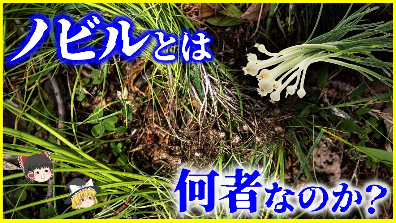 【ゆっくり解説】ネギでもニンニクでもない謎の雑草&hellip;!?「ノビル」とは何者なのか？を解説/なぜ日本中に生えるのか&hellip;ノビルの異常すぎる繁殖戦略