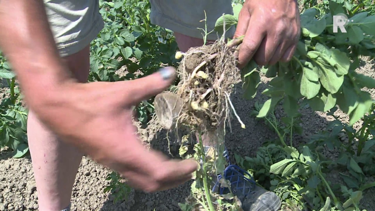 Boeren vrezen slechte aardappeloogst
