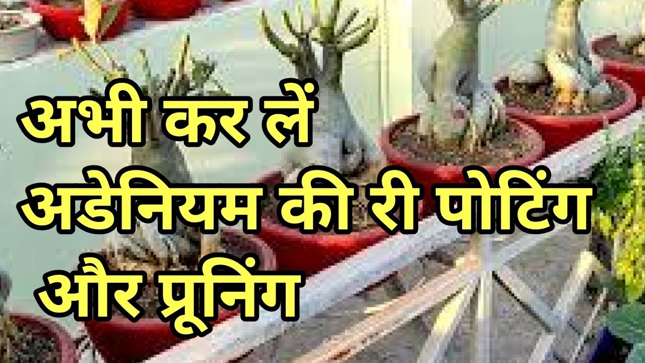 फरवरी में कर लें अडेनियम की रीपोटिंग। how we repot and prune adenium plant or Desert Rose plant