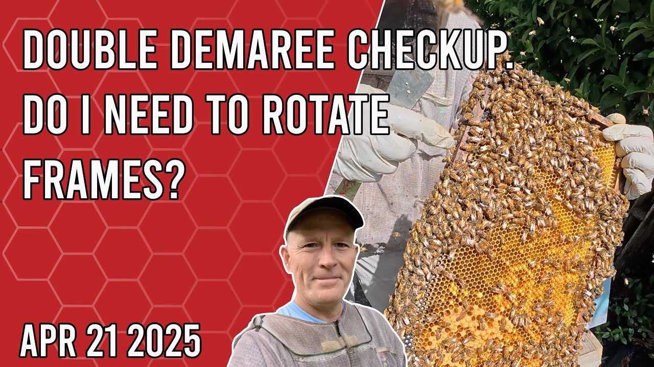 Double Demaree Checkup. Do I Need To Rotate Frames? - Jacksonville FL Zone 9b