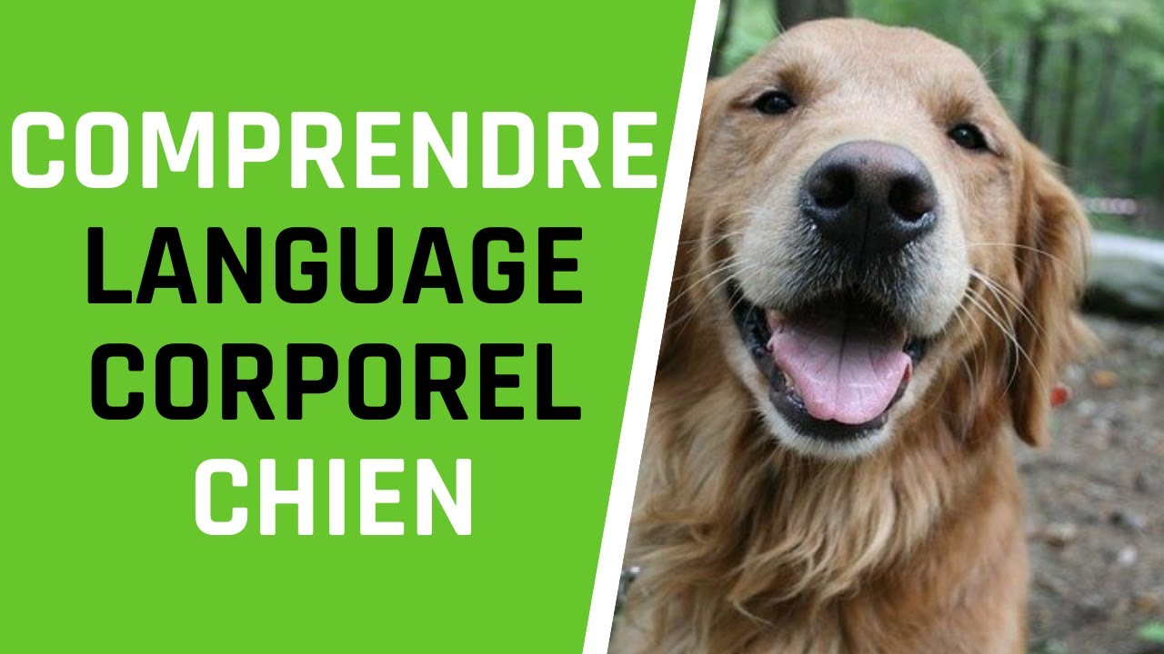 COMPRENDRE LE LANGAGE CORPOREL DU CHIEN