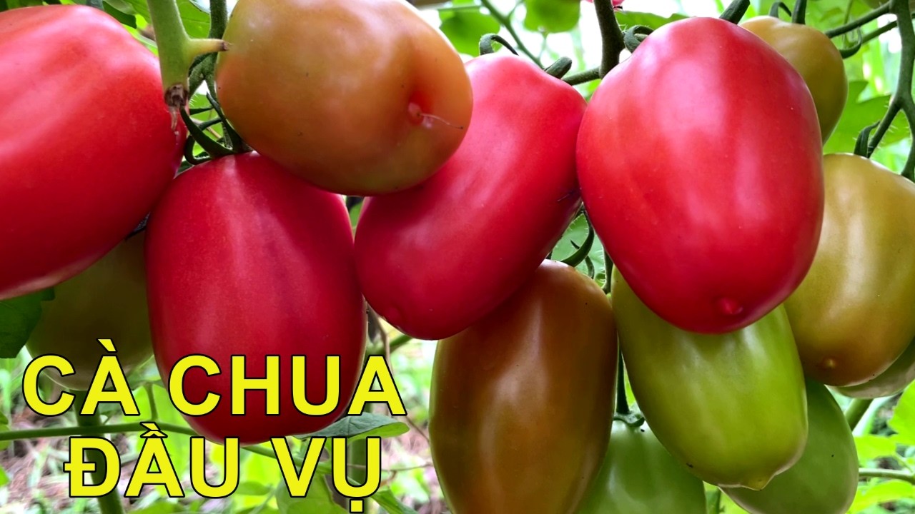 Một buổi sáng làm vườn bên bờ ao 🌿
