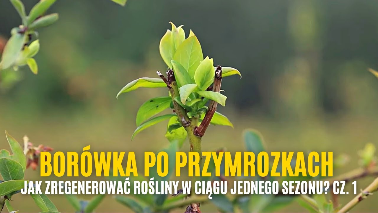 Borówka po przymrozkach. Jak zregenerować rośliny w ciągu jednego sezonu? cz. 1