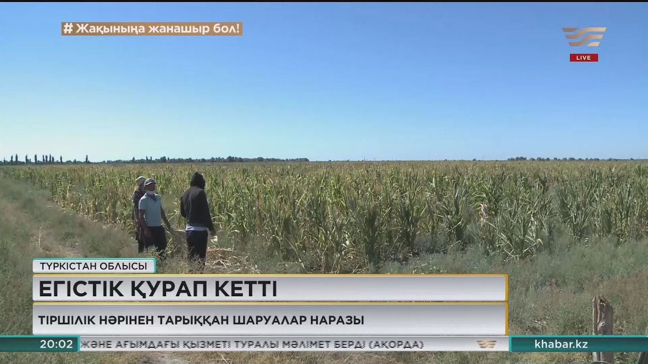 Отырар ауданының шаруалары әлі күнге дейін ағынсуға зар болып отыр