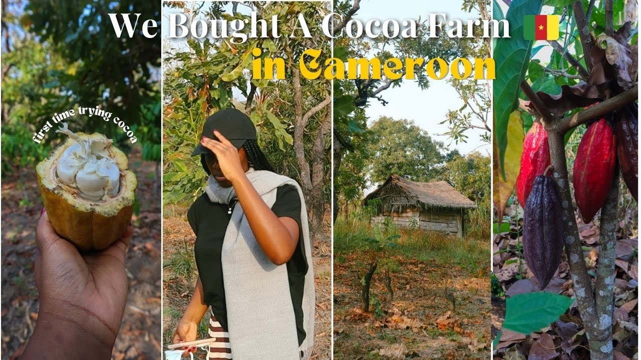 Cameroon Vlog Pt 3:🌍 Buying and Visiting our Cocoa Farm 🇨🇲 | Tasting Cocoa for the first time 🍫