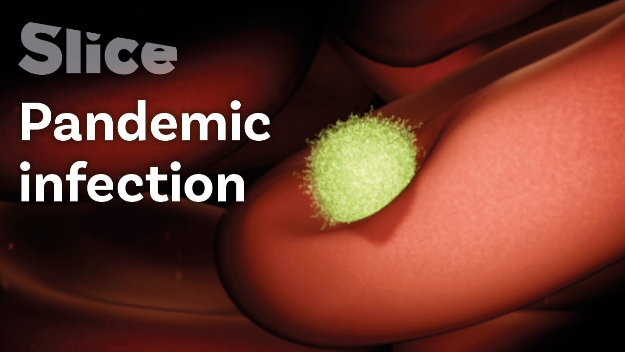 Malaria Parasite VS. our Immune System | SLICE