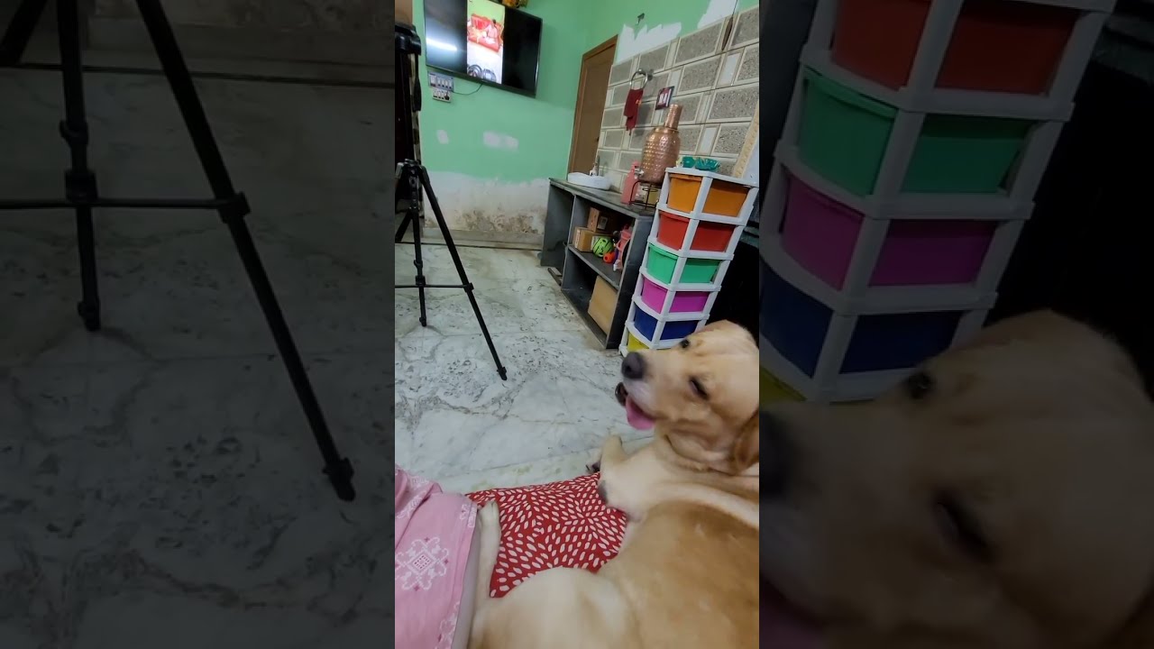 Cuteness overloaded Cocoka 🥰🧿❤️#trending #labrador #cute #pets #love #animals #funny #dog #ytshorts 