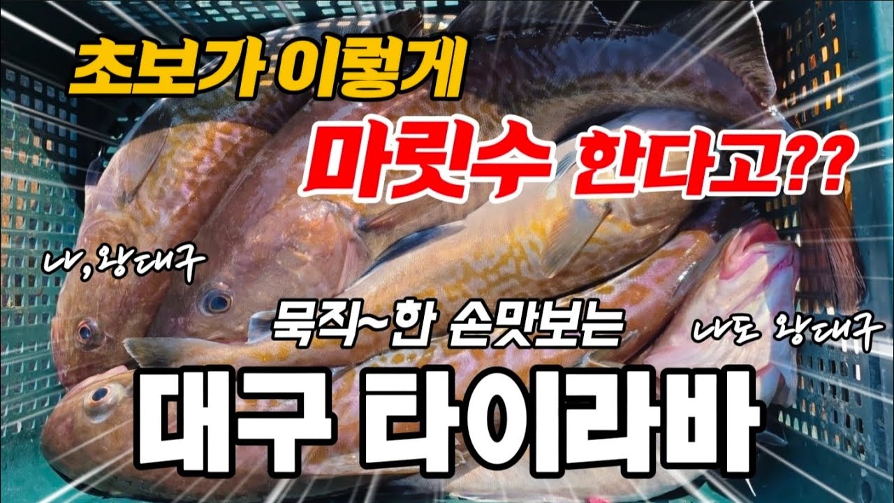 초보 낚시꾼도 대구라바 마릿수 대박 터지는 이곳!!