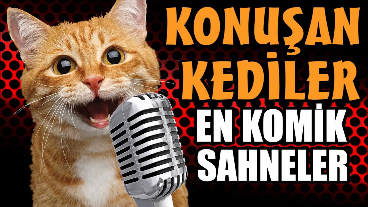 Konuşan Kediler En Komik Sahneler 1.B&ouml;l&uuml;m - Kahkaha Garantili Video!