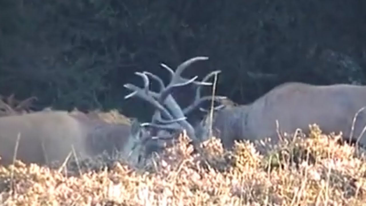 RED DEER STAG FIGHT ( filmed 2003 )