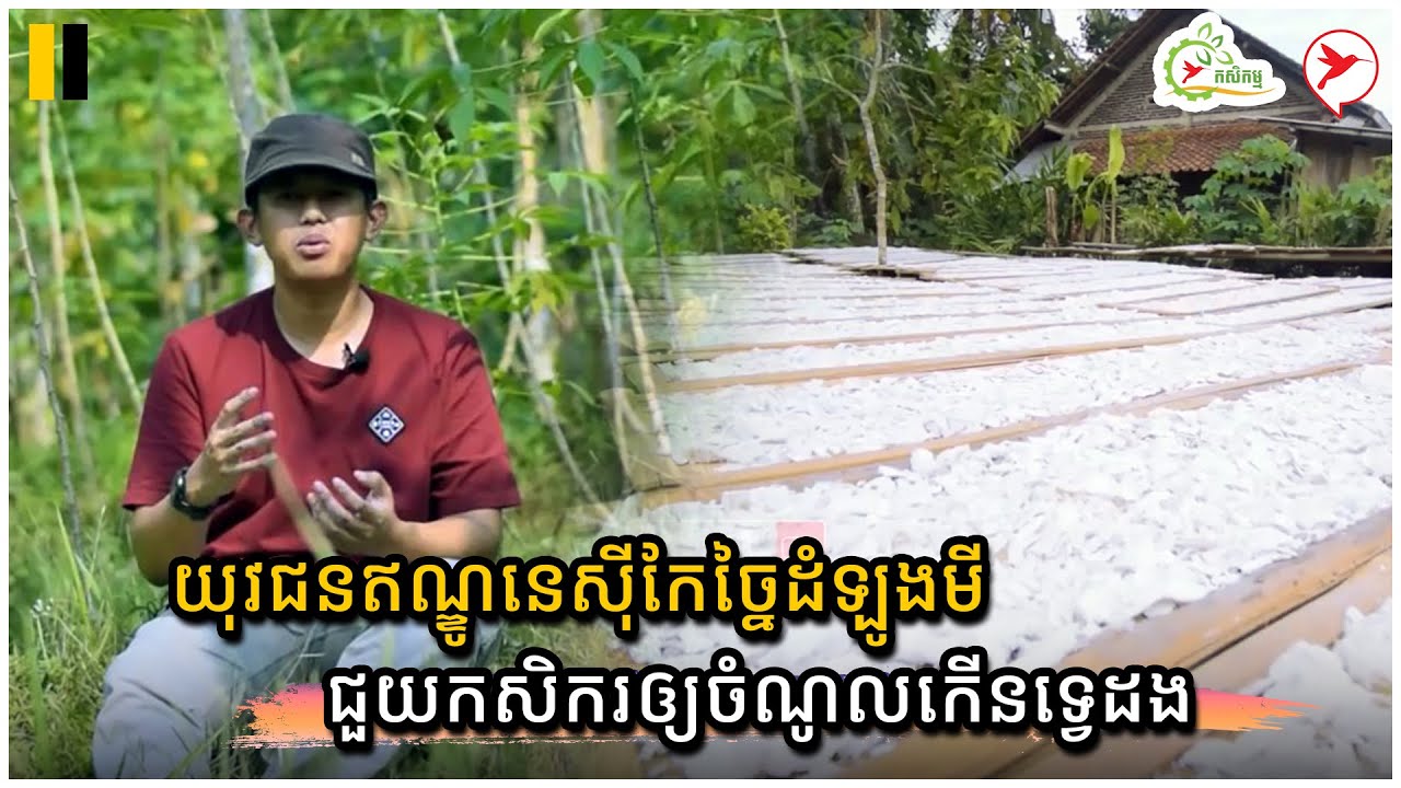 យុវជនឥណ្ឌូនេស៊ីកែច្នៃដំឡូងមី ជួយកសិករឲ្យចំណូលកើនទ្វេដង | កម្មវិធីកសិកម្ម