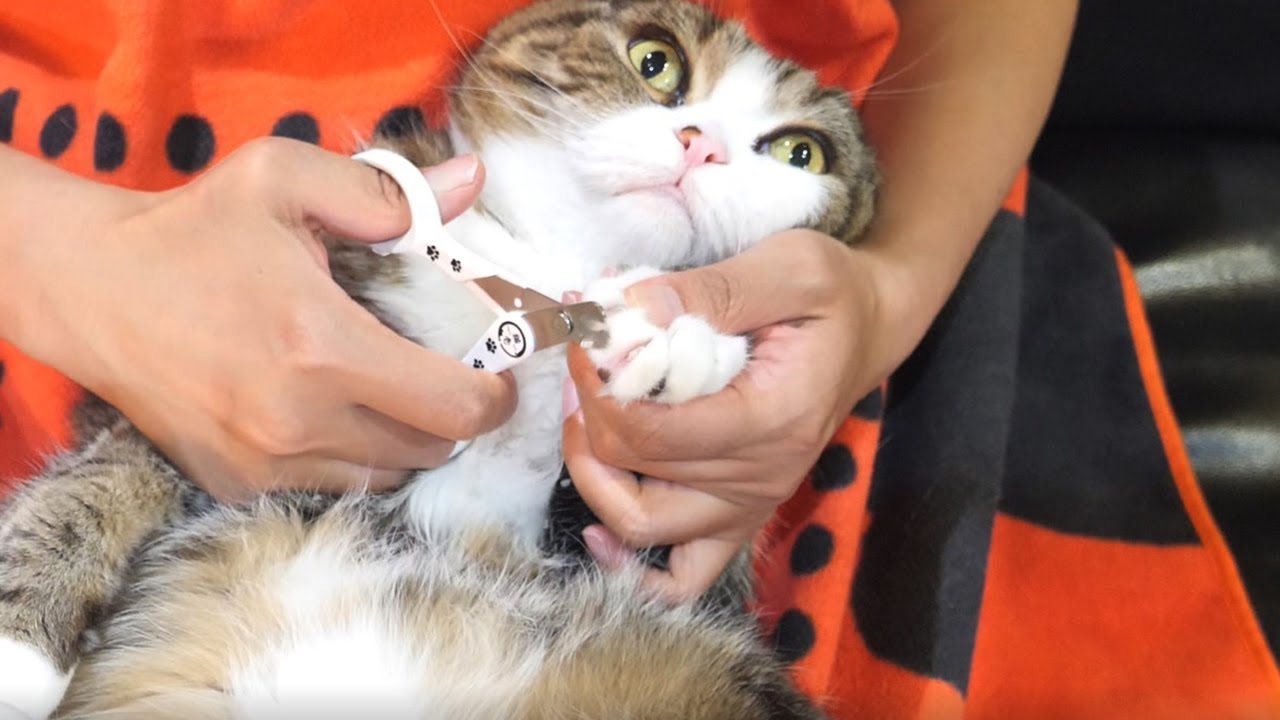 爪切りナイトなねこ。-Nail clipper night and Maru&Hana.-